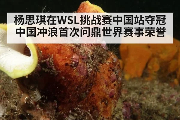 杨思琪在WSL挑战赛中国站夺冠 中国冲浪首次问鼎世界赛事荣誉